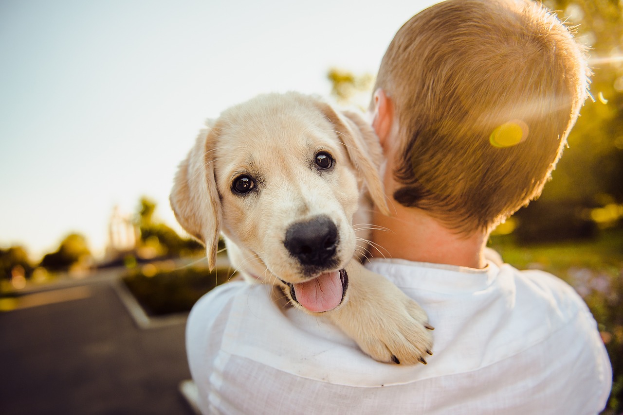 Pet Insurance